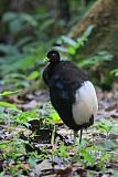 Pale-winged Trumpeter